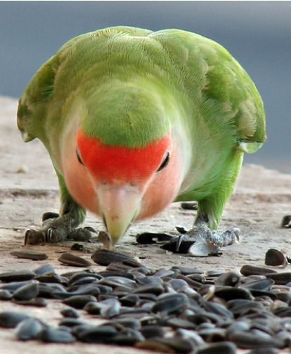 Lovebird eating seeds
